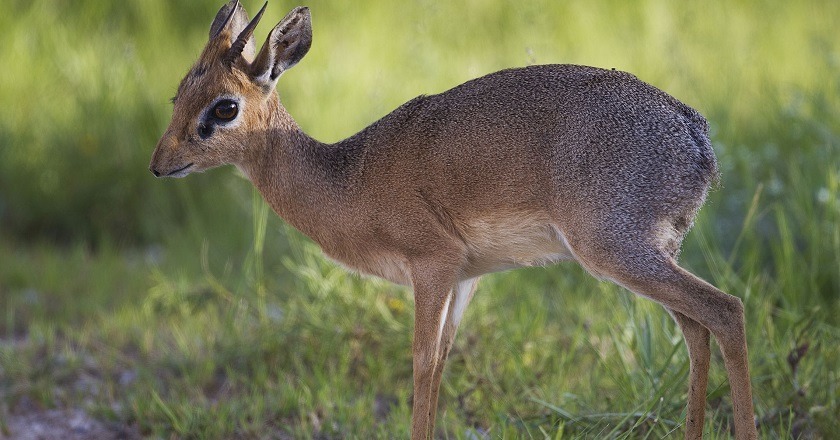 Hunting The Tiny 10 In Africa Dik-Dik