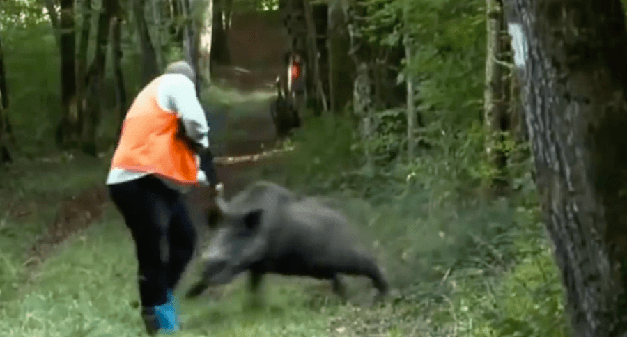 Exploding Wild Boar 10 Jaw-Dropping Wild Boar Attacks - Wide Open Spaces