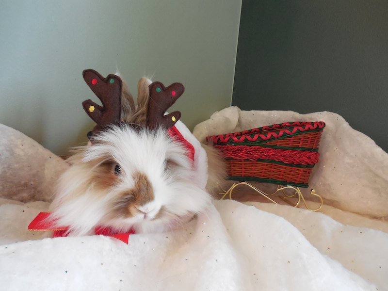 guinea