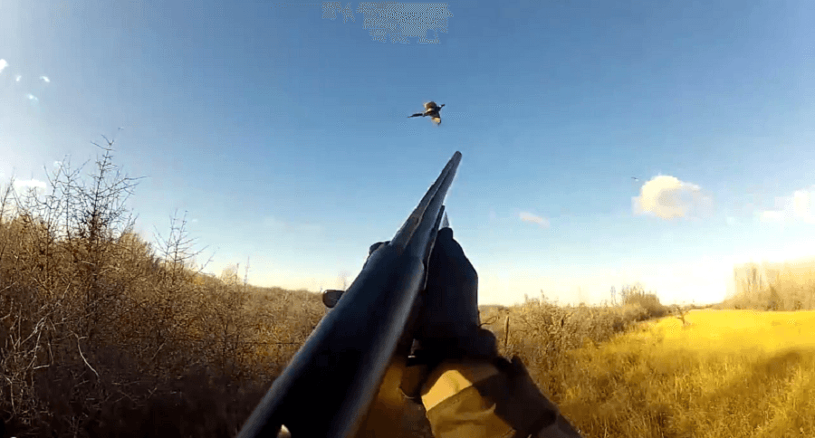 pheasant hunting in montana