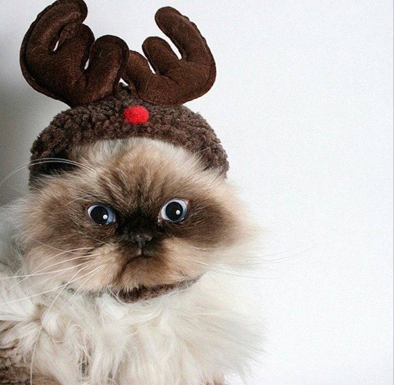 reindeer cat