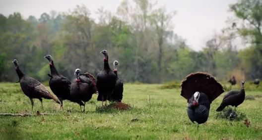 Turkey Decoy Setup Tips with DSD and the Sticks Outfitter - Wide Open