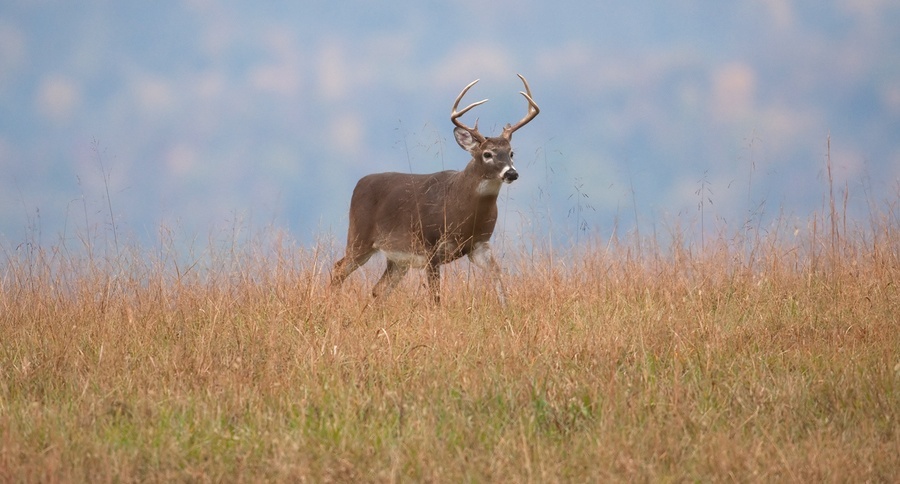 Whitetail Report