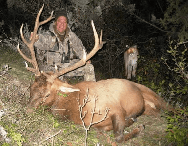 elk cougar