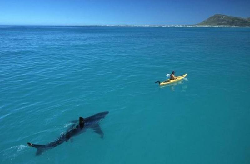 kayak shark