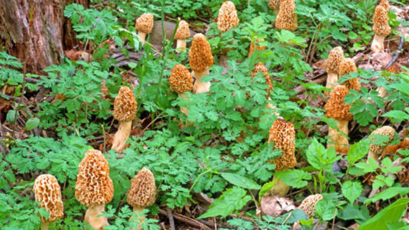 http://www.chicagofarmandtable.com/2013/05/04/morel-mushrooms/