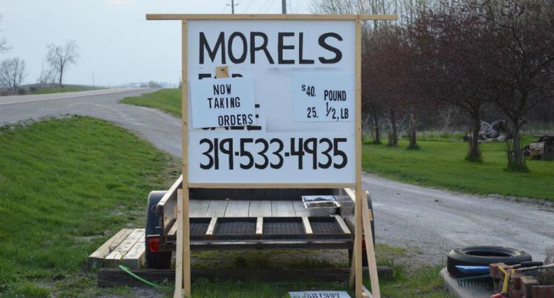 morel-sign