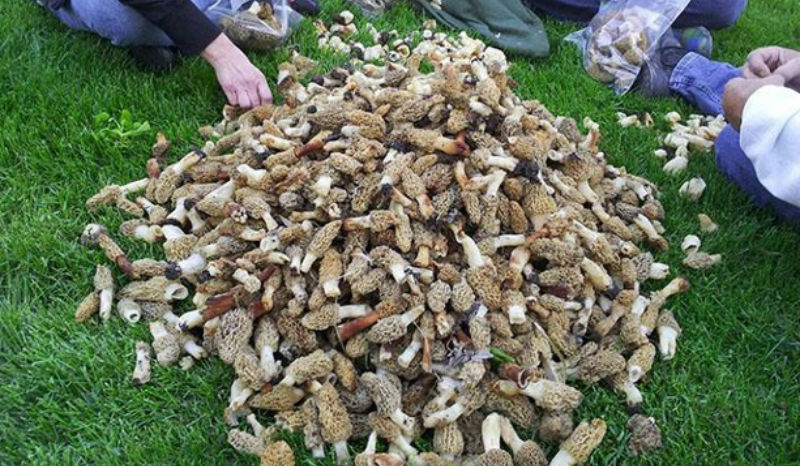 http://www.kcci.com/news/central-iowa/hunter-finds-pop-cansized-mushrooms/20129714