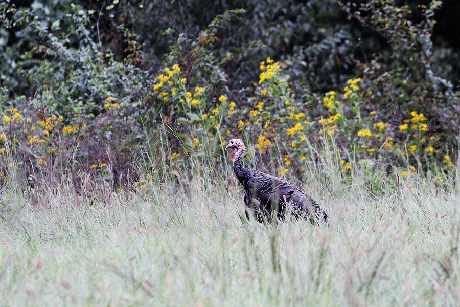 turkey hunting mistake