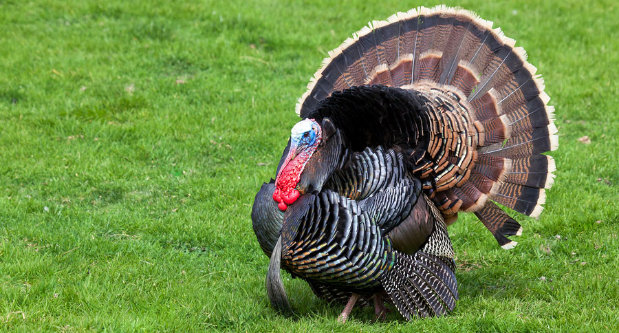 turkey hunting mistakes