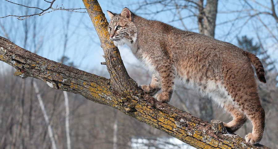 trapping bobcats