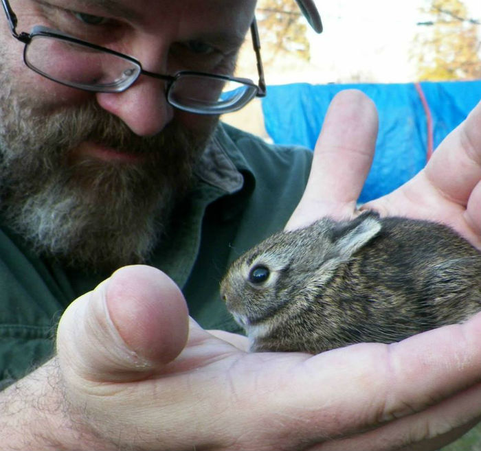 What To Do If You Find A Baby Rabbit In Your Yard