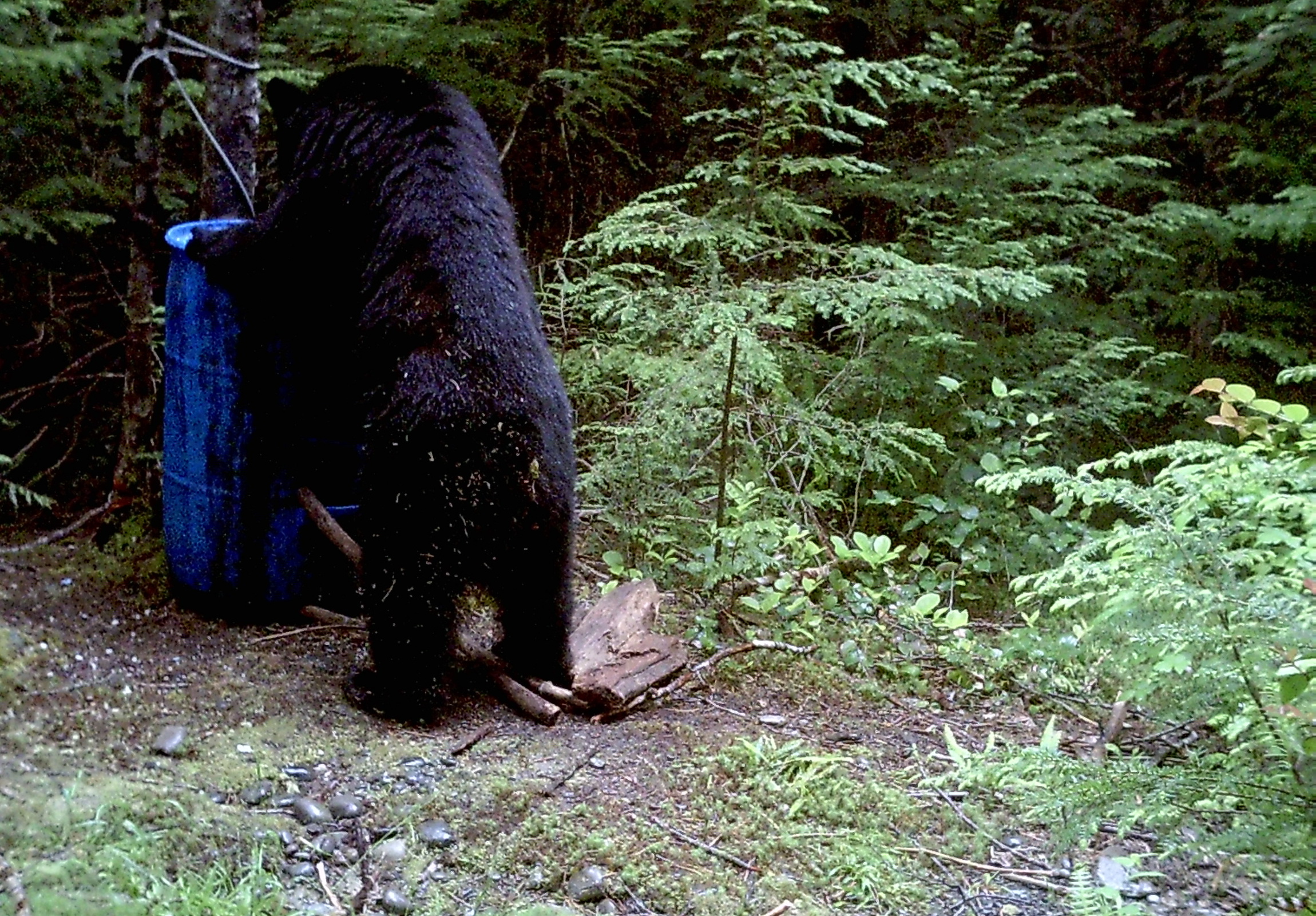 Baiting Bears: How to Do it Safely and Effectively