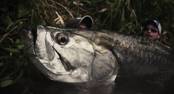 tarpon fishing