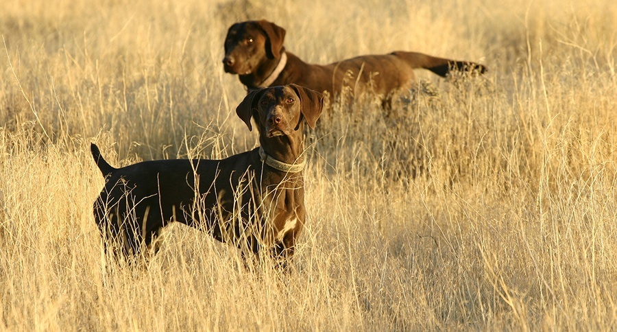 Hunting Dog Names