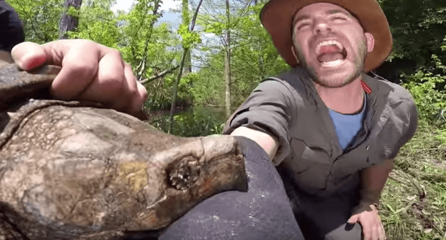 Alligator Snapping Turtle