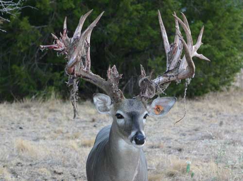 Buck-Stetson-Shedding-2011-