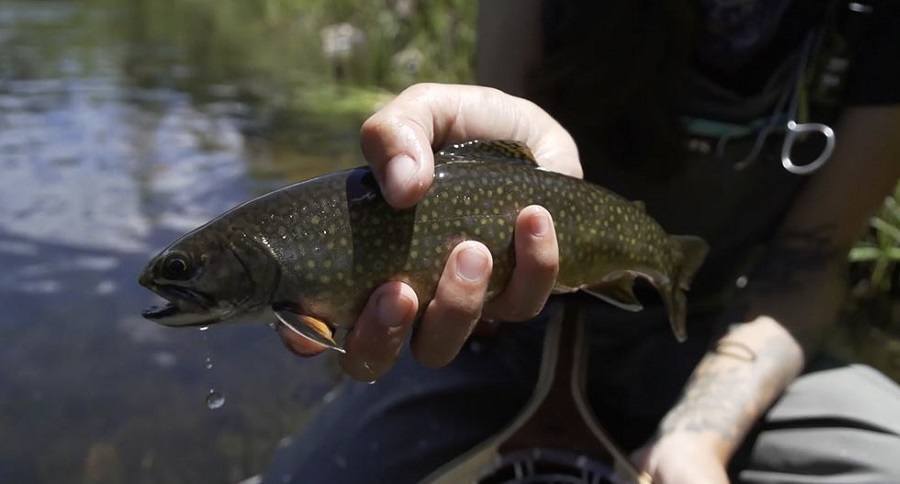 brook trout