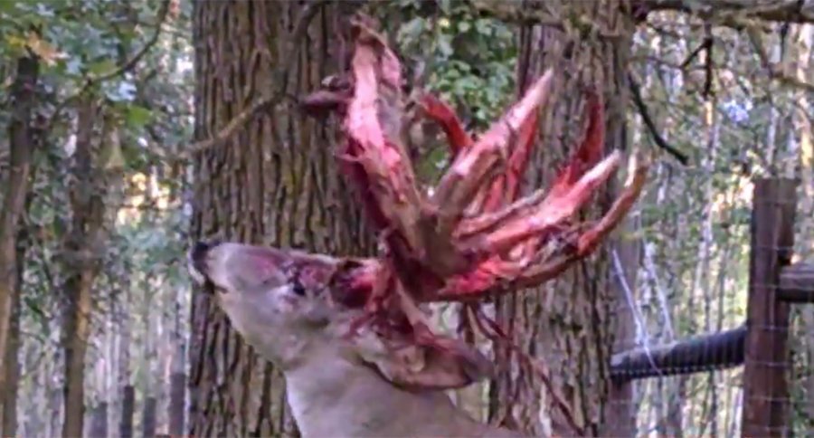 Buck shedding velvet in the woods