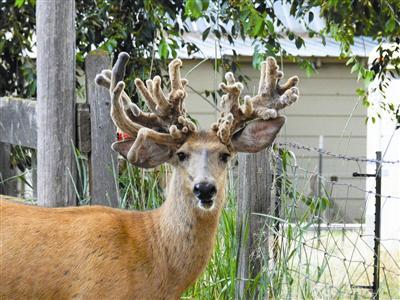 deer racks