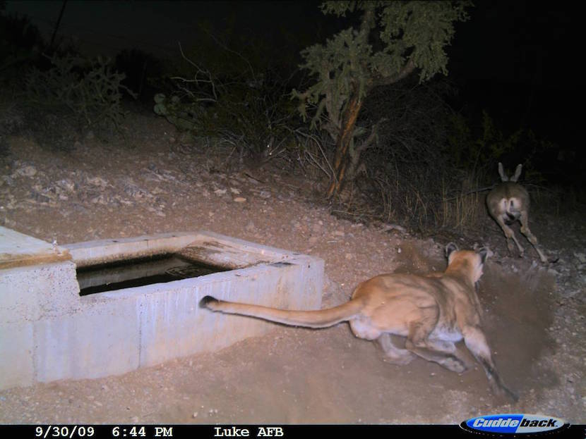 Mountain Lion in Hot Pursuit