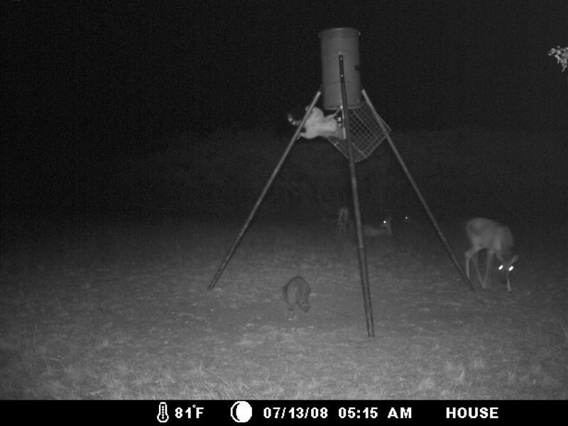 Racoon hanging from feeder