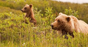 bigstock-Grizzly-Bear-And-Its-Cub-Looki-81493271