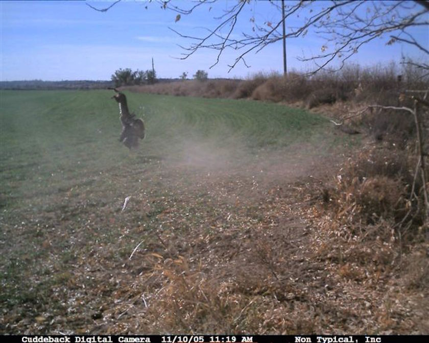 bobcat on turkey