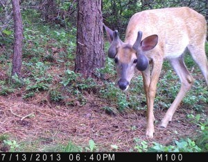 deer racks