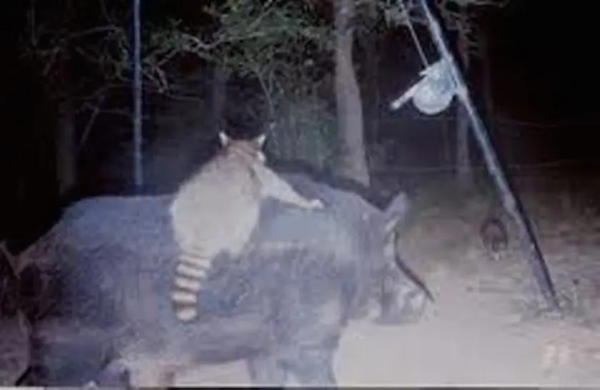 racoon riding hog