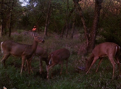 trail cam14