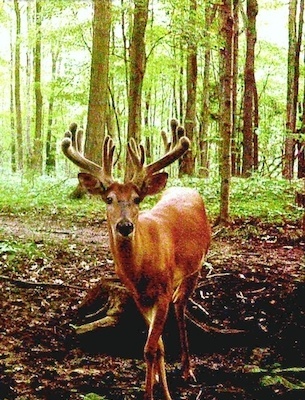 trail cam15