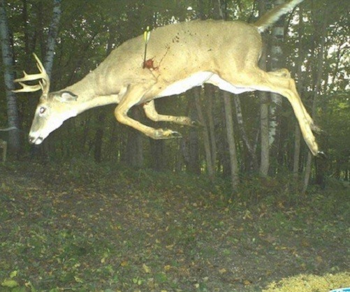 trail cam20