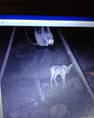 trail cam4