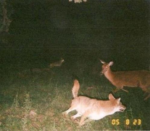 trail cam8