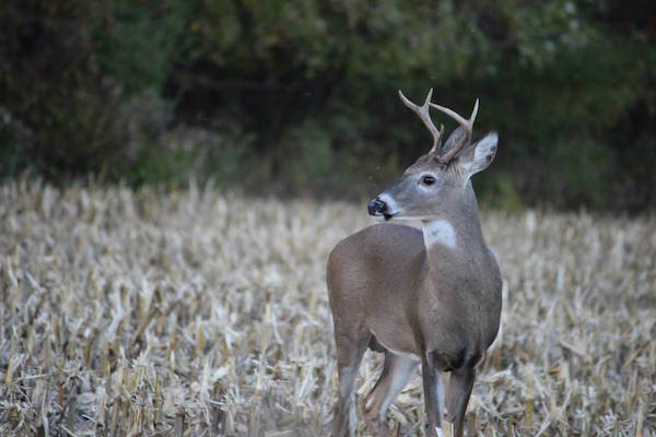 Deer Hunting Advice