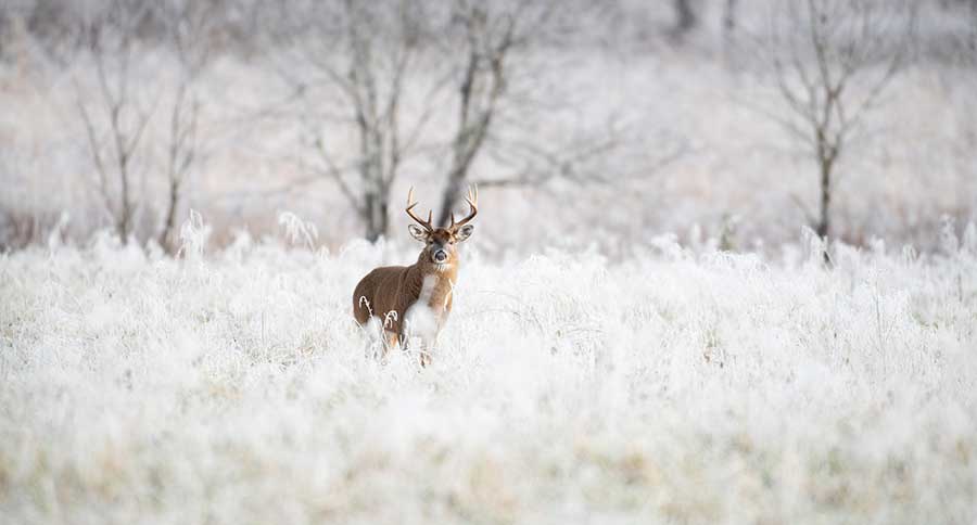 Deer Hunting Advice