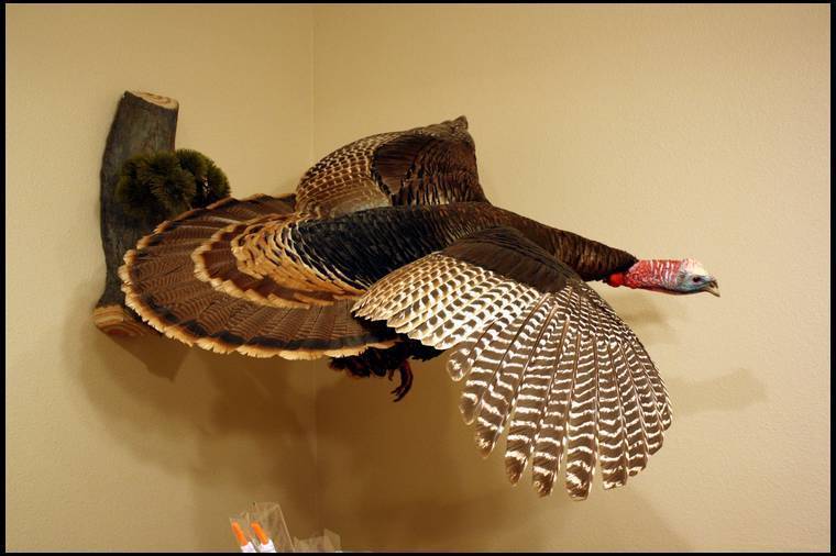 Turkey Mount Examples Check Out These 10 Cool Ideas for Turkey Mounts - Wide Open Spaces