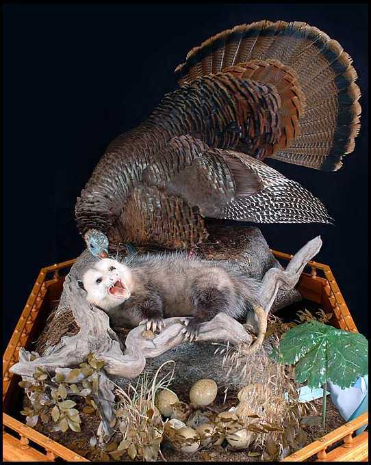 turkey and possum
