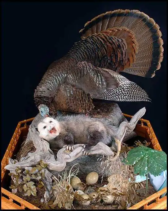 turkey and possum