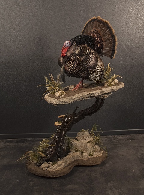 turkey in habitat