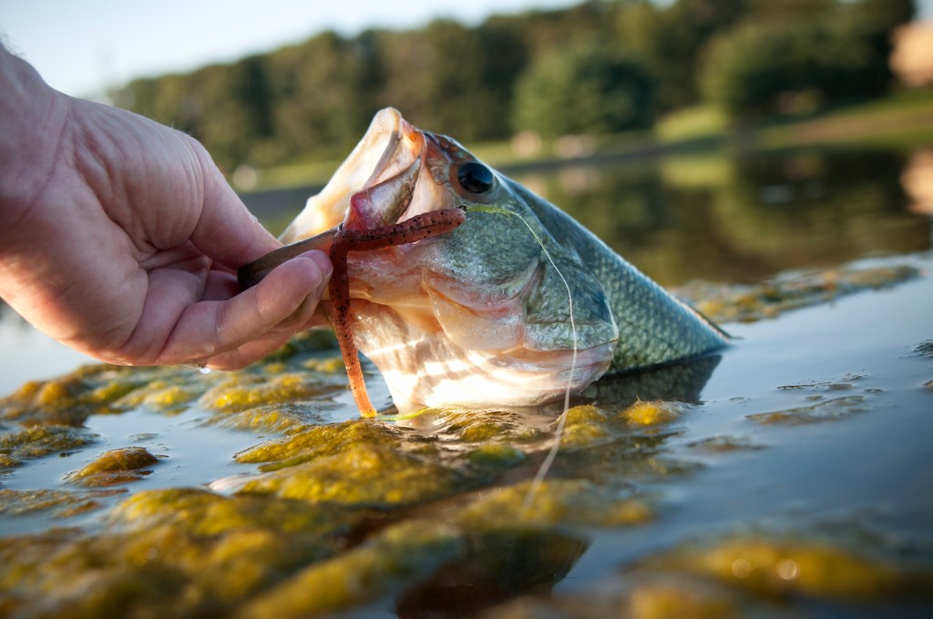 Largemouth bass being pulled out of the water.