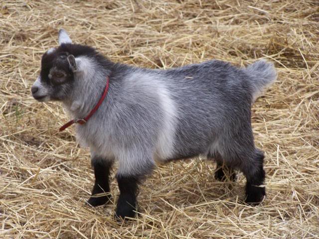 fluffy baby goat