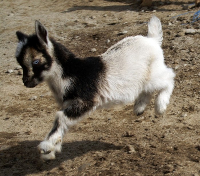 bucking pygmy goat