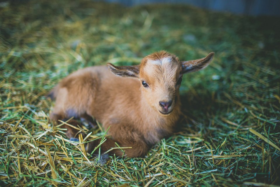 baby goat laying in hay