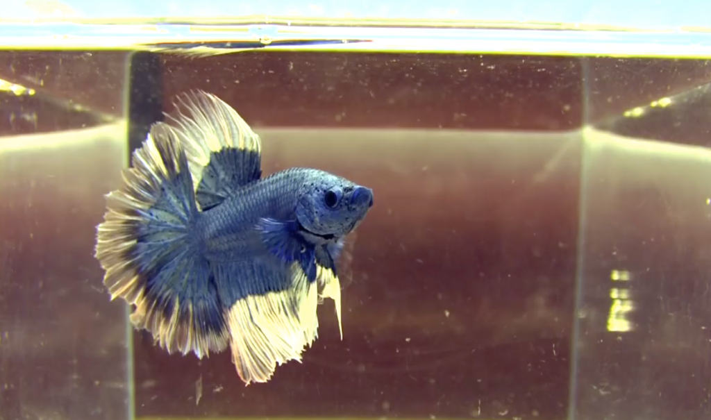 Siamese Fighting Fish