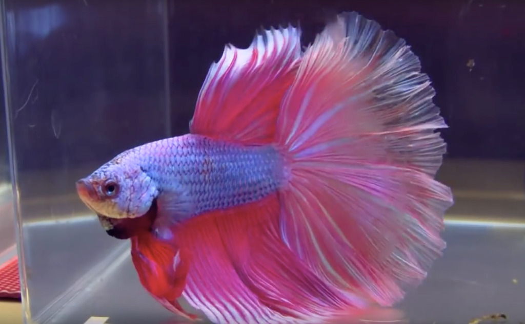 Siamese Fighting Fish