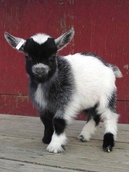 baby pygmy goat