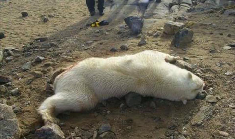 You Need To See These Photos Of The Aftermath Of A Brutal Polar Bear Attack On An Inuit Man 4