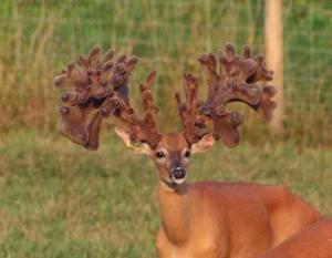 What Are Your Thoughts on These 10 Massive Farm-Raised Deer? - Wide ...